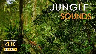 4K Jungle Sounds  Exotic Birds Singing  Tropical Forest  Relaxing Nature Video  Ultra HD  2160p [upl. by Inwat587]