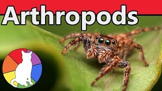 Arthropods  Animal Fact Files [upl. by Martine]