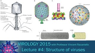 Virology 2015 Lecture 4 Structure of viruses [upl. by Xavier337]