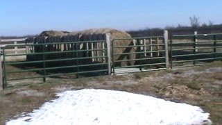 Cattle Winter Feeding Structure [upl. by Raff680]