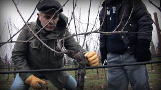 Marco Simonit  Dimostrazione pratica potatura a Guyot  Guyot pruning [upl. by Aneles]