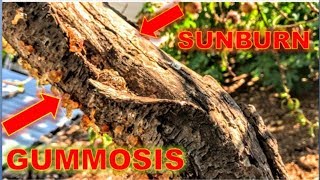 GUMMOSIS amp SUNBURN Fruit Tree Management  Walnut Creek East Bay Area California [upl. by Samford]