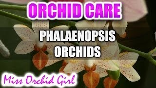 How to care for Phalaenopsis Orchids  Watering fertilizing reblooming [upl. by Viradis]