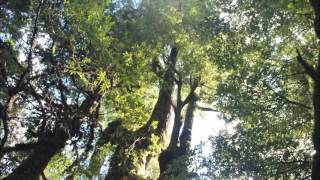 Sounds of the Forest New Zealand Birdsong [upl. by Nauh348]