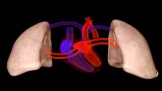 Heart Structure  Biology  Anatomy [upl. by Truman]