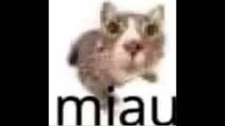 Miau meme 1Hour [upl. by Campman]