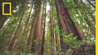 Experience the Magic of Redwood National Park  Short Film Showcase [upl. by Llertram]