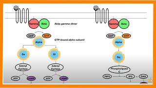 Signal Transduction Pathways GProtein Receptor Tyrosine Kinase cGMP [upl. by Jamesy]