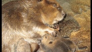 Beavers Wetlands and Keystone Species [upl. by Kilroy]