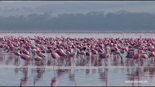 Flamingo Lake Nakuru [upl. by Apollo679]