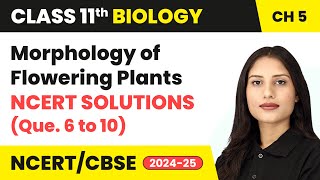 Morphology of Flowering Plants  NCERT Solutions Que 6 to 10  Class 11 Biology Chapter 5  CBSE [upl. by Eremehc]