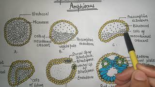 Gastrulation in Amphioxus  gastrulation [upl. by Gnilyam348]