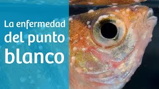 Punto blanco · Causas síntomas y tratamiento del acuario 🔬 [upl. by Froehlich74]