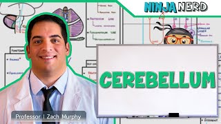 Neurology  Cerebellum Anatomy amp Function [upl. by Johnath]