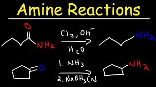 Amine Synthesis Reactions [upl. by Dnalel]