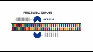 Genome editing with GeneArt® Precision TALs [upl. by Aivatnuhs]