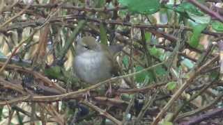 Cettis Warblers calling [upl. by Ahcrop695]