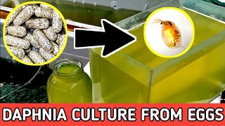 HOW TO HATCH DAPHNIA EGGS  HOW TO CULTURE DAPHNIA [upl. by Tillie]