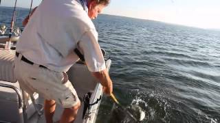 Skiatook Lake Hybrid Striped Bass [upl. by Retsof]