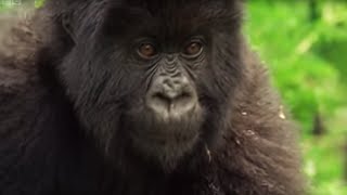 Meet This Family of Mountain Gorillas  Cousins  BBC Earth [upl. by Teddie561]