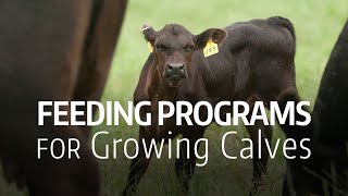 Feeding Programs for Growing Calves [upl. by Reeva]