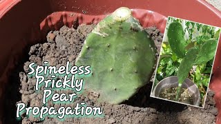 How to propagate Spineless Prickly Pear Cactus Opuntia ficus indica by Cutting Method [upl. by Bick934]