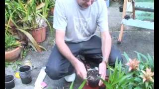 Bromeliads Online  How to plant pups [upl. by Zelten]