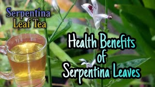 SERPENTINA LEAF TEA  BENEFITS OF SERPENTINA LEAVES  SamMoore Tv [upl. by Nnyleimaj]