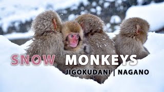 Top Japan Destination  Snow Monkeys of Jigokudani in Nagano [upl. by Jenkel821]