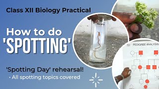 How to do SPOTTING  Biology Practical Class 12 [upl. by Eltsyrhc]