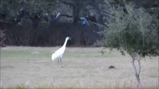 whooping crane sound [upl. by Niffirg520]