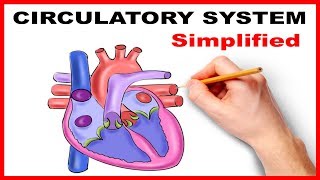 Circulatory System Physiology Heart Simplified [upl. by Jaal]