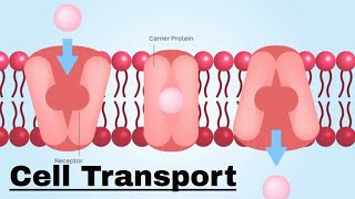 Cell transport Passive and Active Transport [upl. by Desmond]