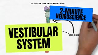 2Minute Neuroscience Vestibular System [upl. by Voltmer358]