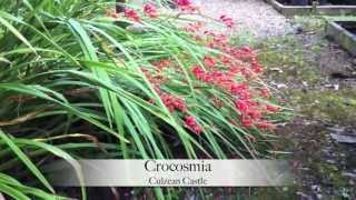 Crocosmias [upl. by Ovid897]