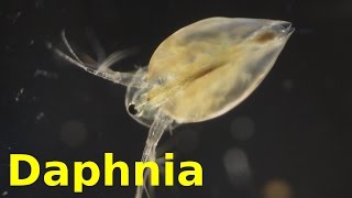 Daphnia [upl. by Galen]