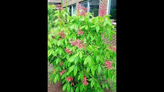 Learn to Grow Red Buckeye [upl. by Yllod]