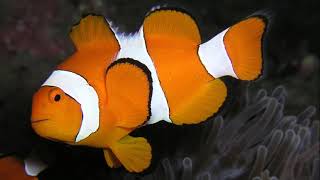 Facts The Ocellaris Clownfish [upl. by Chucho]