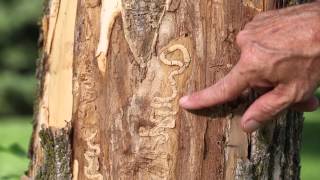 Emerald Ash Borer Documentary EAB [upl. by Janine]