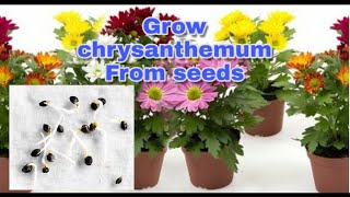 How to grow chrysanthemum from seeds [upl. by Marks802]