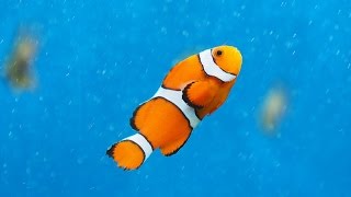 Facts The Clownfish [upl. by Nyvek]