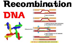 DNA recombination basic [upl. by Arundell813]