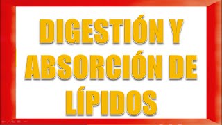 DIGESTIÓN Y ABSORCIÓN DE LÍPIDOS [upl. by Yelkao]