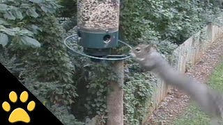 Squirrels Spinning on Bird Feeders Compilation [upl. by Adelind]