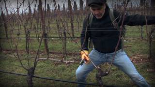 Marco Simonit  Dimostrazione pratica potatura della vite a Guyot  Guyot pruning [upl. by Eiramyllek807]