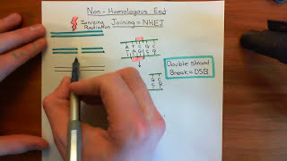 NonHomologous End Joining Part 1 [upl. by Mikeb972]