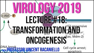 Virology Lectures 2019 18 Transformation and Oncogenesis [upl. by Nniw]