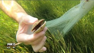 Scalloping with River Adventure Tours [upl. by Esertak]