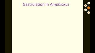 Gastrulation in Amphioxus [upl. by Hunfredo]