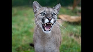 Cougar Sound Talk Calls and Mountain Lion scream [upl. by Ysnil]